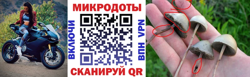 Галлюциногенные грибы Cubensis  Усть-Кут 